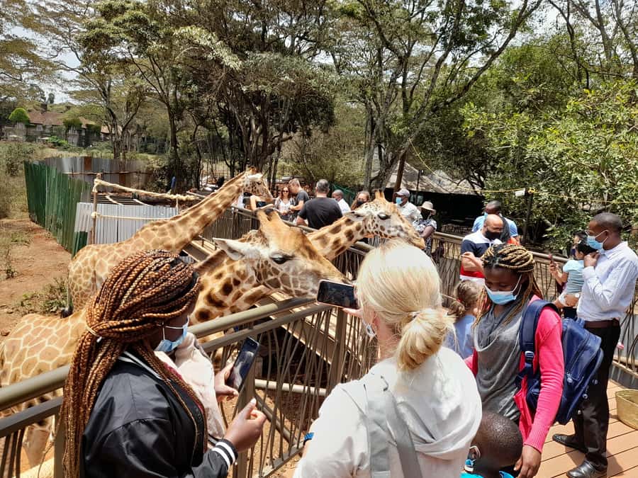 Nairobi: National Park, Elephant Orphanage, and Giraffe Tour - Nairobi National Park, where the skyline meets the savanna