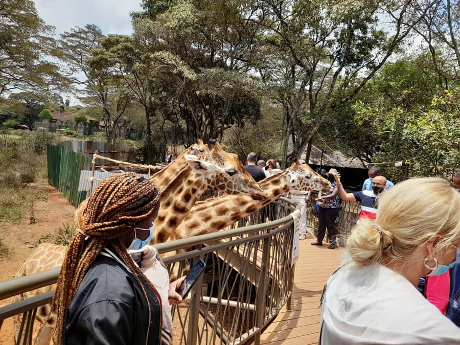 Nairobi: National Park, Elephant Orphanage, and Giraffe Tour - The David Sheldrick Wildlife Trust and the orphaned elephants