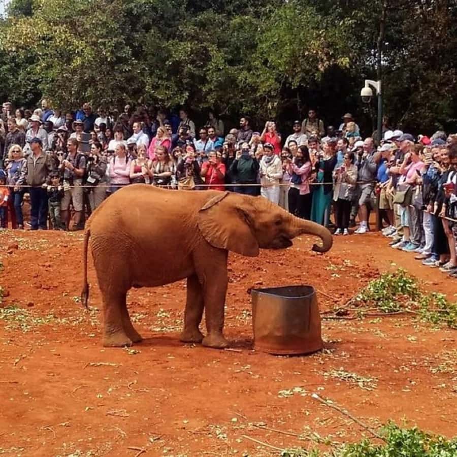 Nairobi: National Park, Elephant Orphanage, and Giraffe Tour - A flexible food and tea stop, with meals still on your account