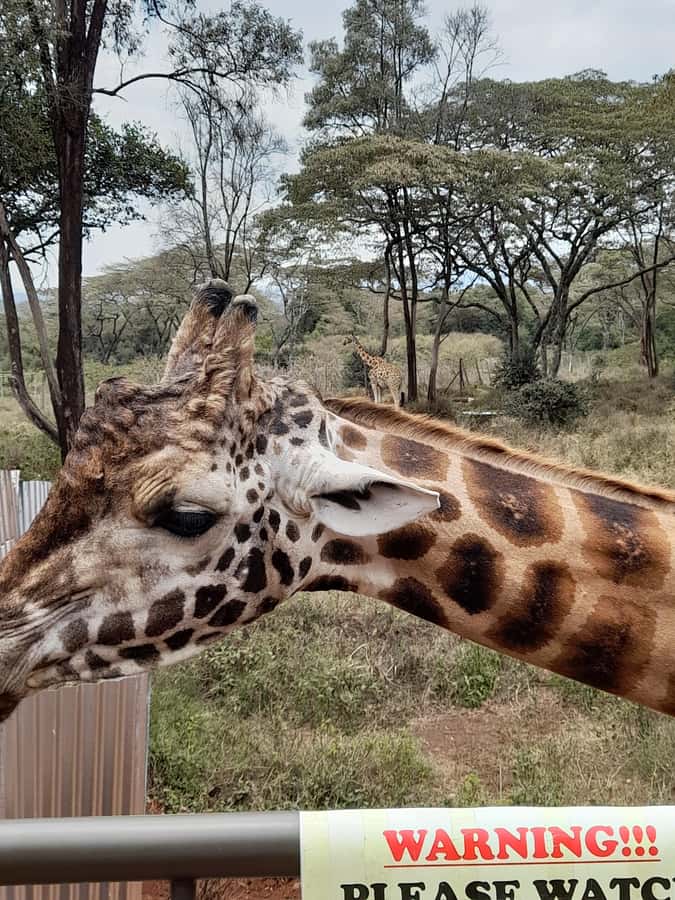 Nairobi: National Park, Elephant Orphanage, and Giraffe Tour - Feeding Rothschild’s giraffes at the Giraffe Centre