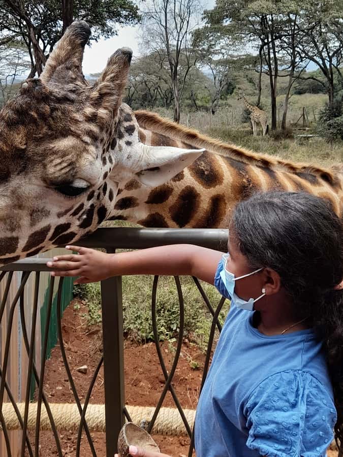 Nairobi: National Park, Elephant Orphanage, and Giraffe Tour - Pickup, timing, and communication