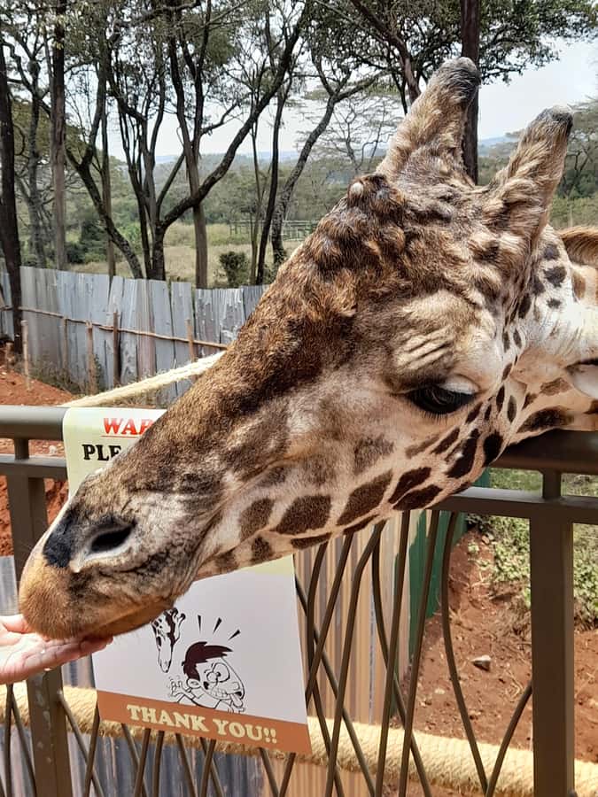 Nairobi: National Park, Elephant Orphanage, and Giraffe Tour - Who will enjoy this seven-hour combination tour