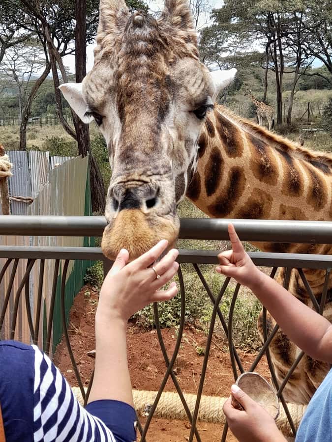 Nairobi: National Park, Elephant Orphanage, and Giraffe Tour - What to bring for a smoother day