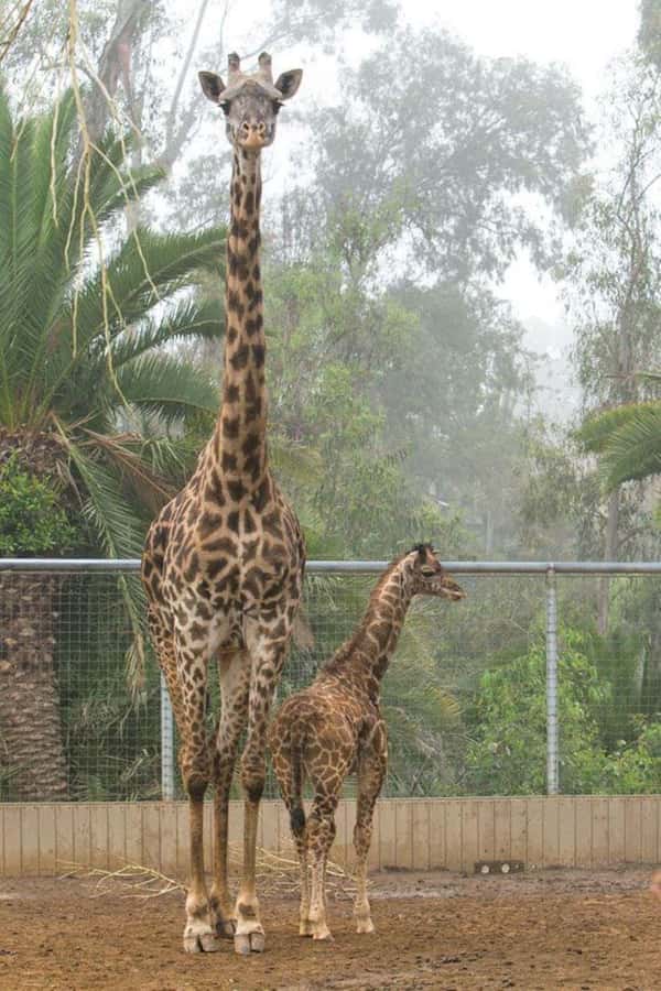 Nairobi: National Park, Elephant Orphanage & Giraffe Center - Key points to know before you book