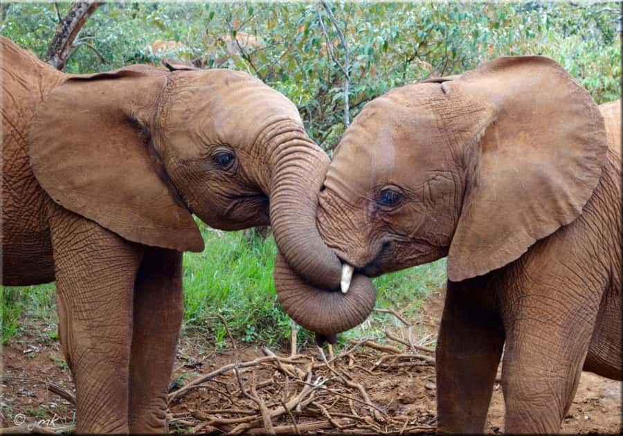 Nairobi: National Park, Elephant Orphanage & Giraffe Center - Should you book this Nairobi wildlife experience?