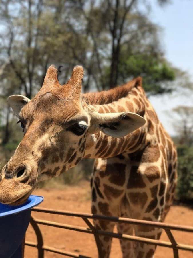 Nairobi: National Park, Elephant Orphanage & Giraffe Center - Why Nairobi National Park is the day’s main event
