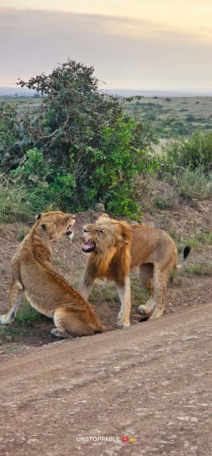 Nairobi: National Park, Elephant Orphanage & Giraffe Center - How the long day works in practice