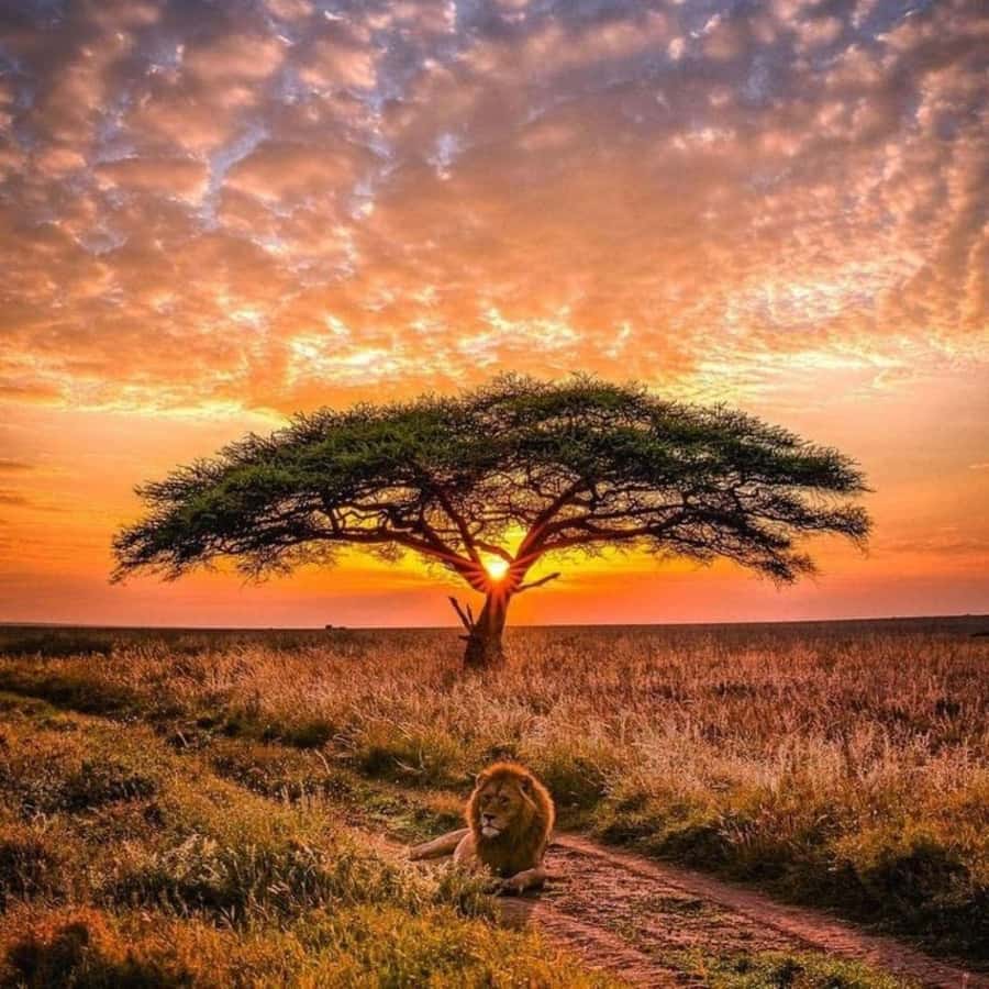 Nairobi: National Park, Elephant Orphanage & Giraffe Center - Should you book it?