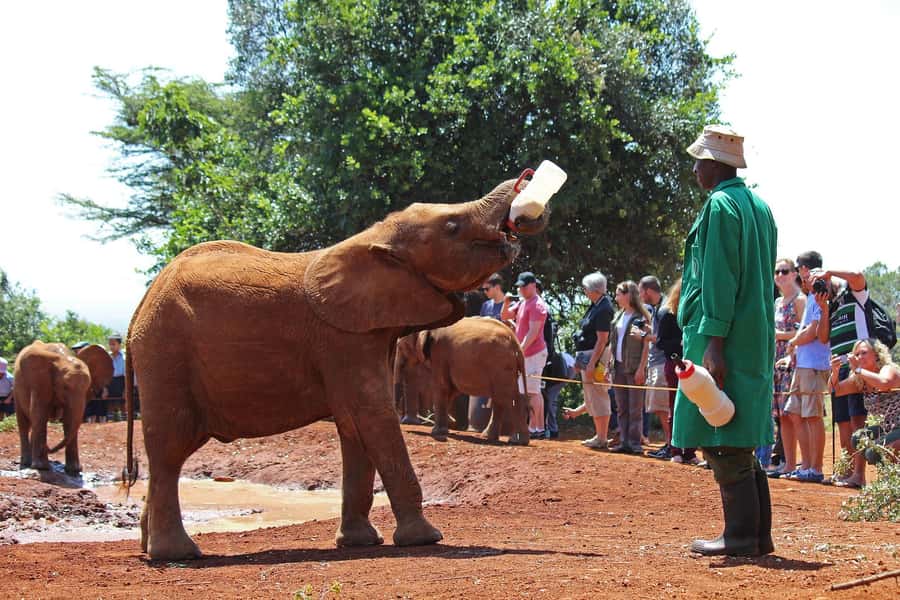 Nairobi: National Park, Elephant Orphanage, & Giraffe Centre - Why this Nairobi day works so well