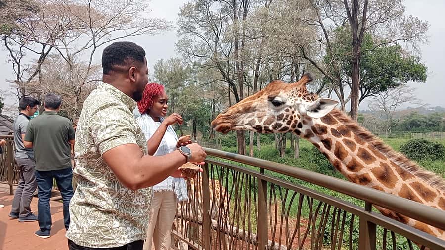 Nairobi: National Park, Elephant Orphanage, & Giraffe Centre - The elephant nursery from 11 a.m. to noon