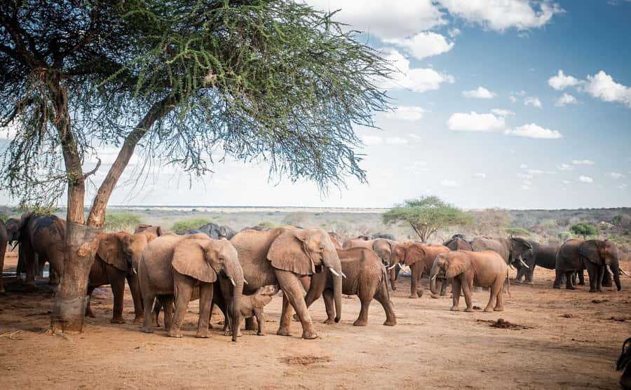 Nairobi: National Park, Elephant Orphanage, & Giraffe Centre - Kazuri or Kobe beads for a local finish