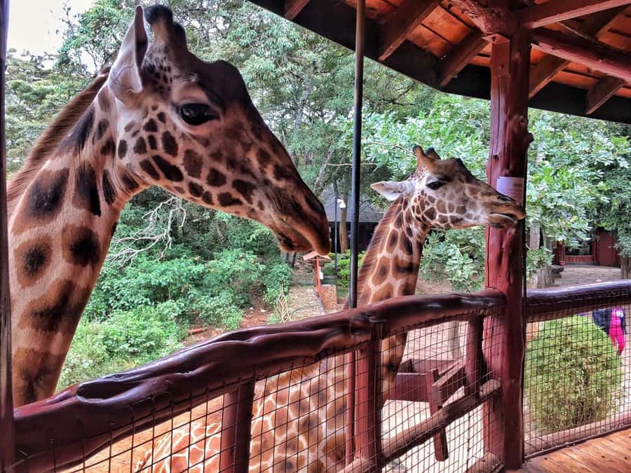 Nairobi: National Park, Elephant Orphanage, & Giraffe Centre - Who should book this experience?