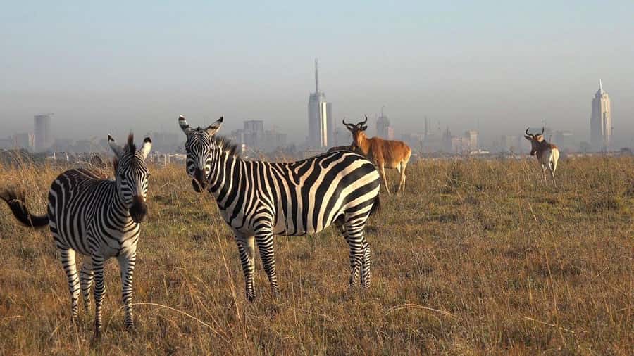 Nairobi: National Park, Elephant Sanctuary, & Giraffe Center - A city safari before breakfast