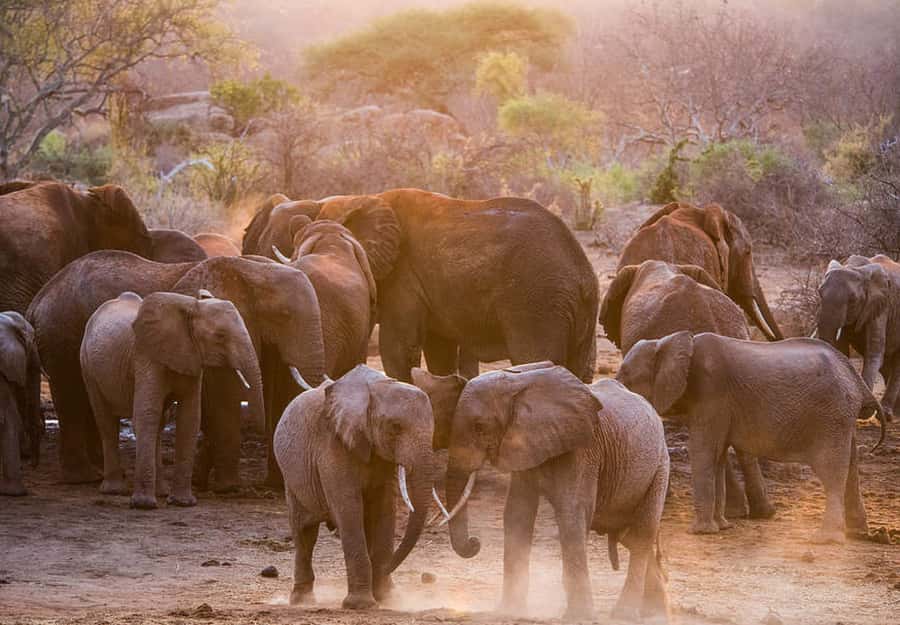 Nairobi: National Park, Elephant Sanctuary, & Giraffe Center - Feeding giraffes at the Giraffe Centre