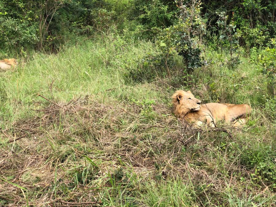 Nairobi: National Park, Elephant Sanctuary, & Giraffe Center - Lunch, shopping, and the optional Karen stop