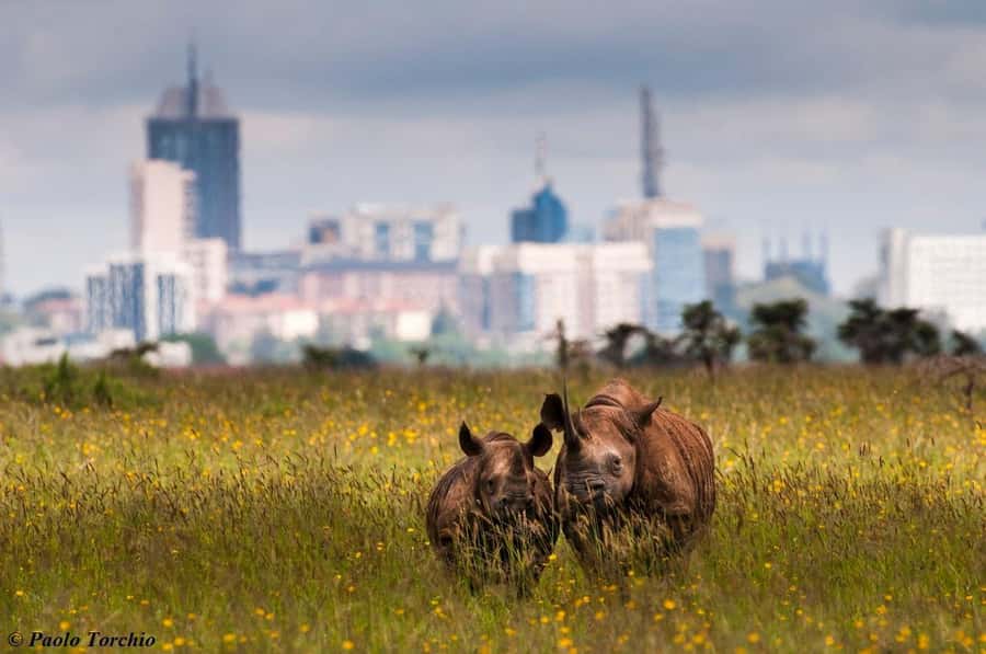 Nairobi: National Park, Elephant Sanctuary, & Giraffe Center - What the $35 price really buys