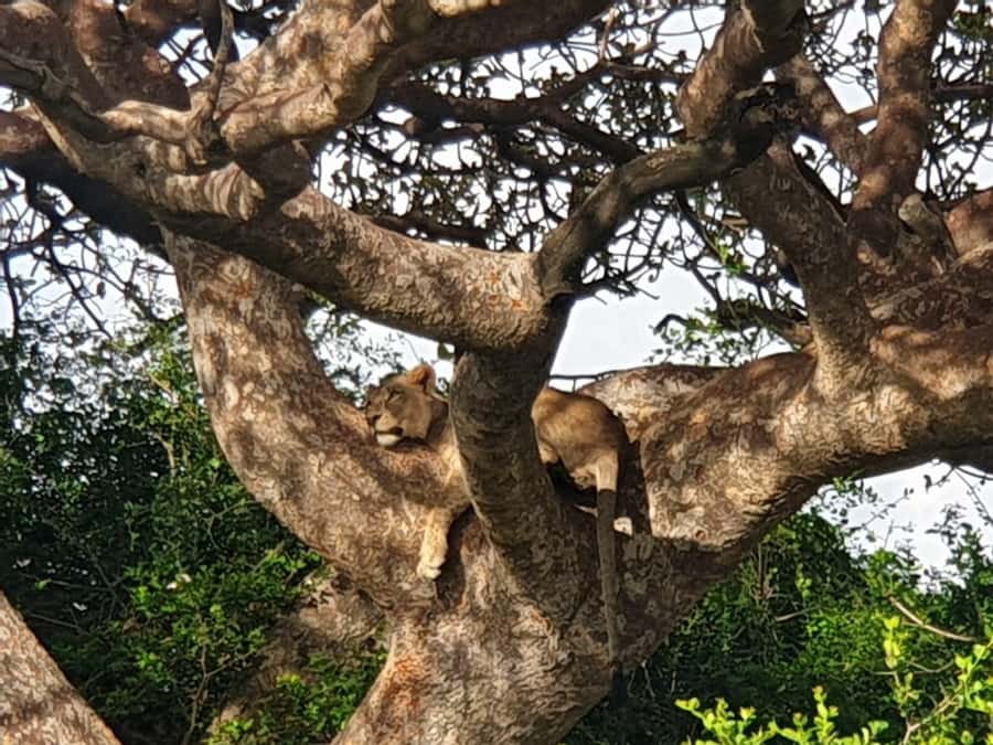 Nairobi: National Park, Elephant Sanctuary, & Giraffe Center - Who will get the most from this outing