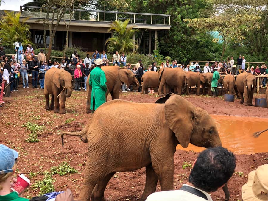 Nairobi: National Park, Elephant Sanctuary, & Giraffe Center - Nairobi National Park: the strongest part of the day