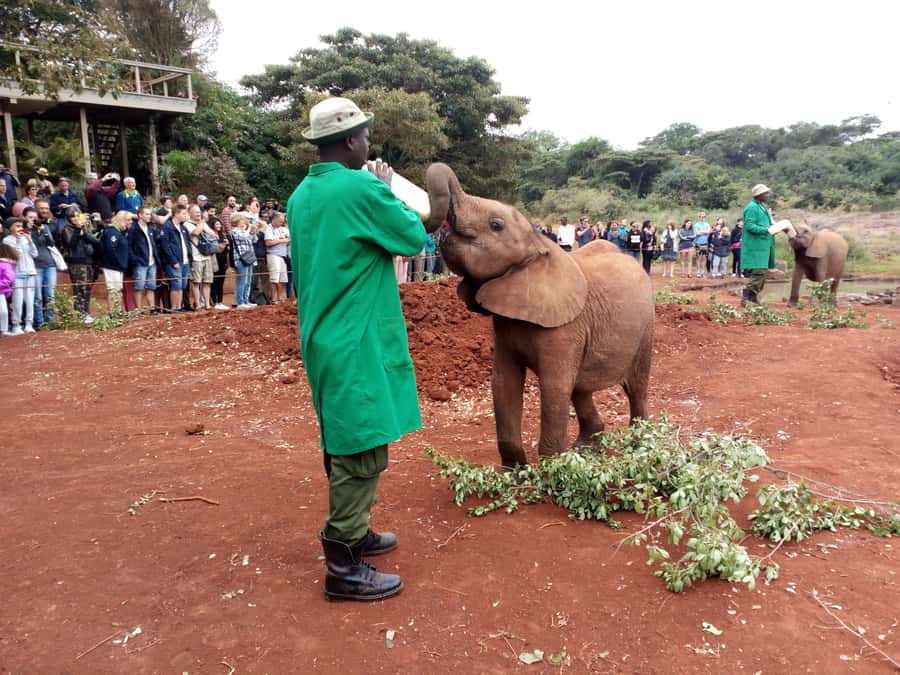 Nairobi National Park, Elephants, Giraffes & Bomas Day Trip - Key points to know before you book