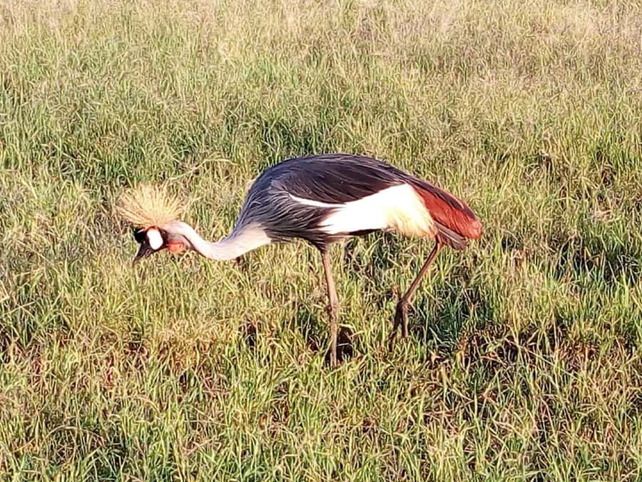 Nairobi National Park, Elephants, Giraffes & Bomas Day Trip - Should you book this Nairobi day trip?