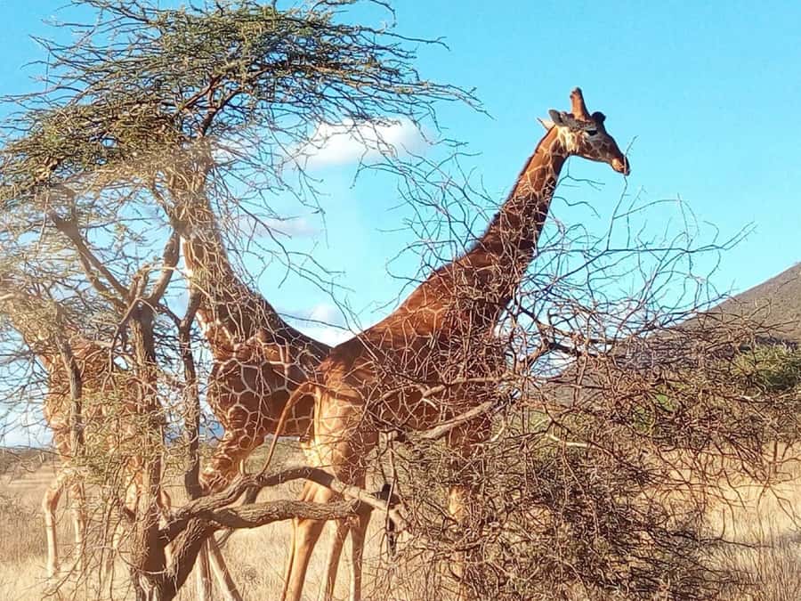 Nairobi National Park, Elephants, Giraffes & Bomas Day Trip - Nairobi National Park before the city fully wakes