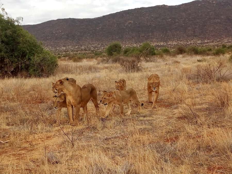Nairobi National Park, Elephants, Giraffes & Bomas Day Trip - Who will get the most from this day