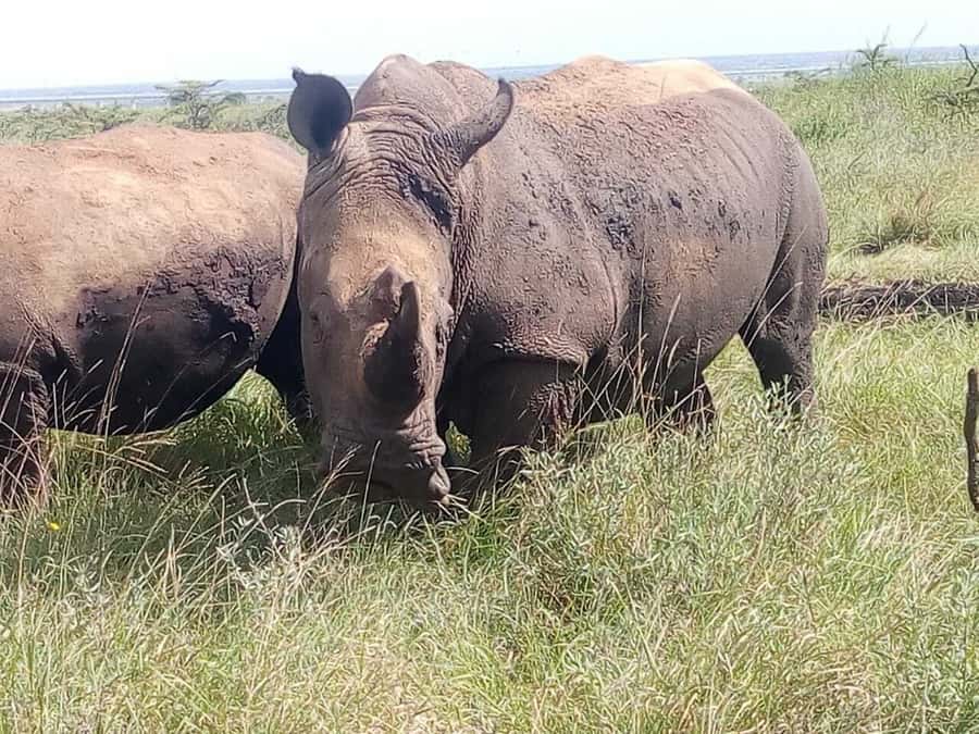 Nairobi National Park, Elephants, Giraffes & Bomas Day Trip - What the open-roof minivan means for you