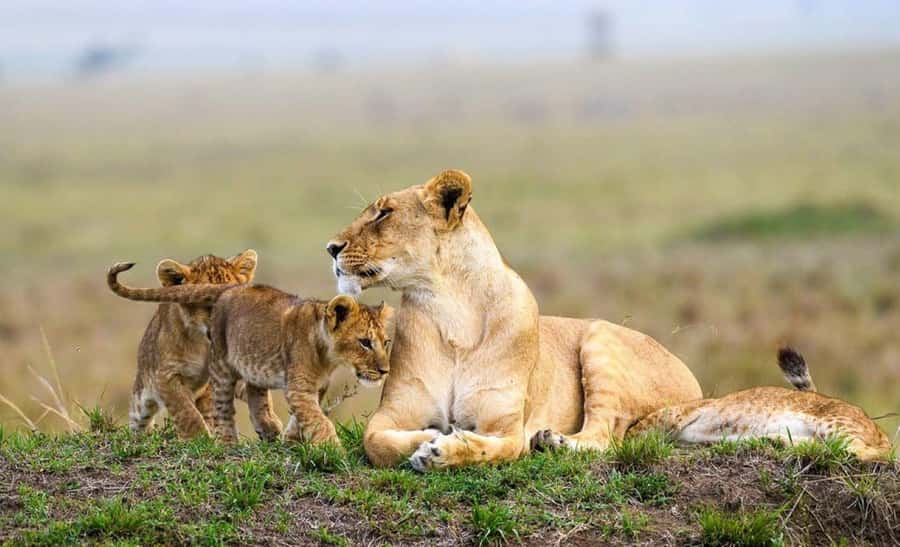 Nairobi National Park Evening Game Drive - Birdwatching Adds More Than Background Scenery