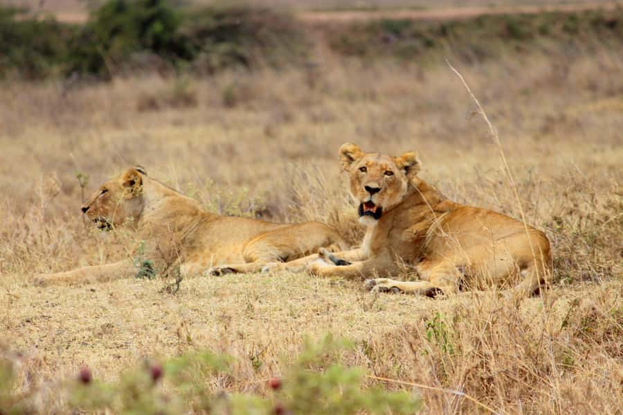 Nairobi National Park Evening Game Drive - The Roofed Van: Better for Sun, Still Open for Views