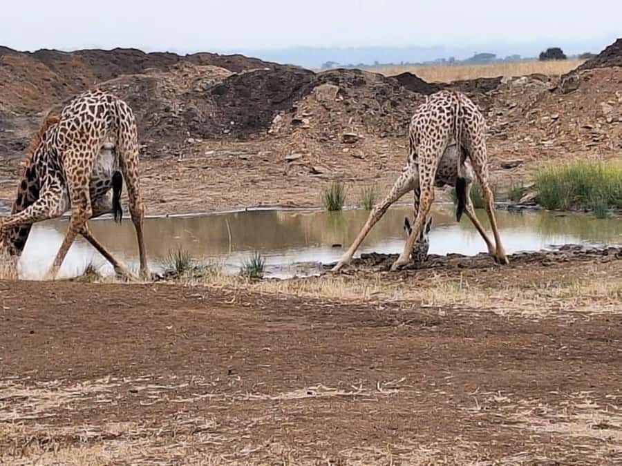 Nairobi National Park Evening Game Drive - Who Should Book This Nairobi Safari?
