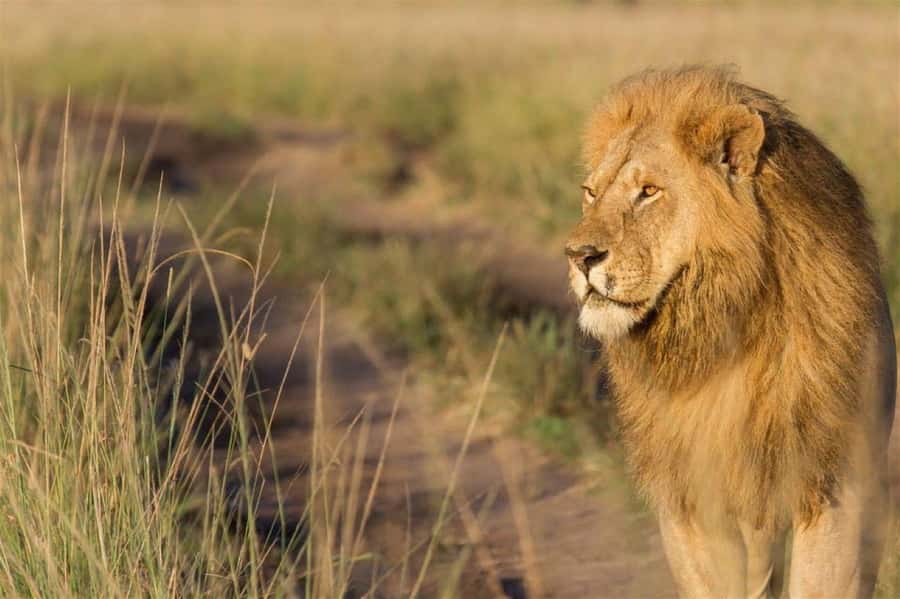 Nairobi National Park Evening Game Drive - Booking Details That Matter