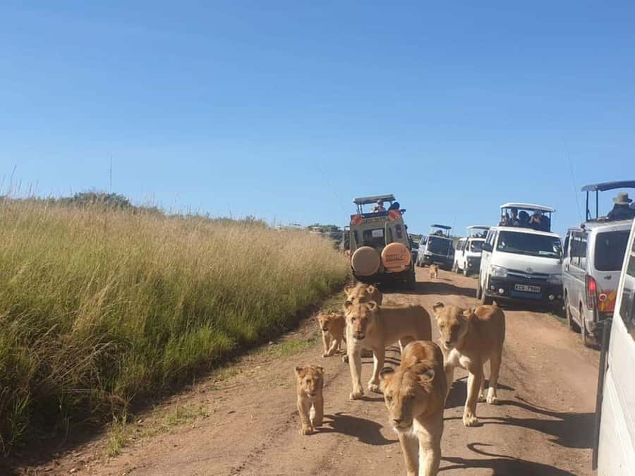 Nairobi National Park Evening Game Drive - Rhinos, Lions, Giraffes, and the Main Wildlife List