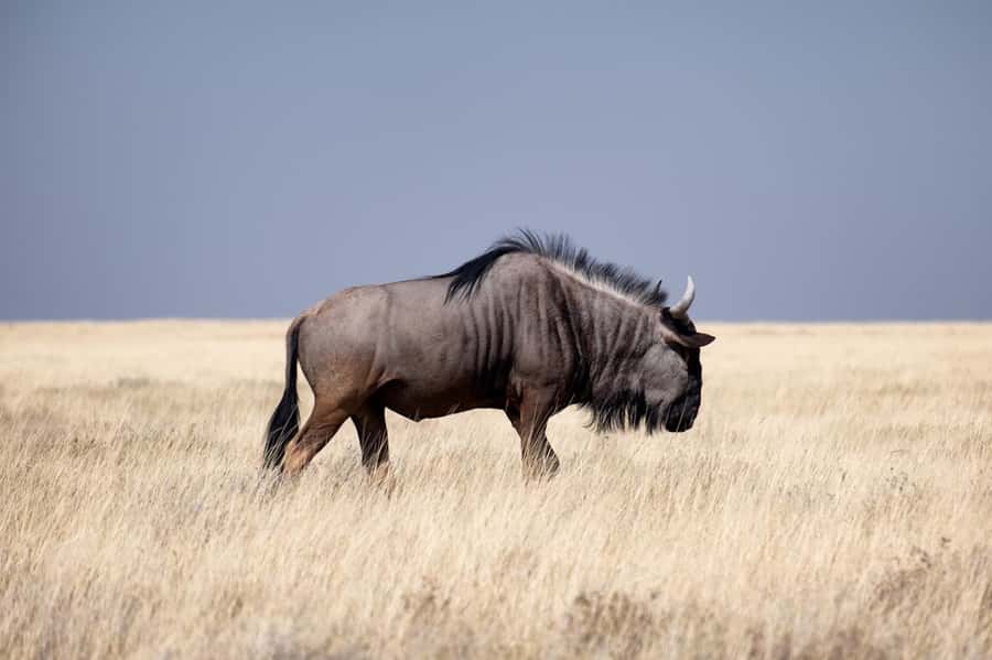 Nairobi National Park: Free WIFI connection - What you may see during the four-hour drive