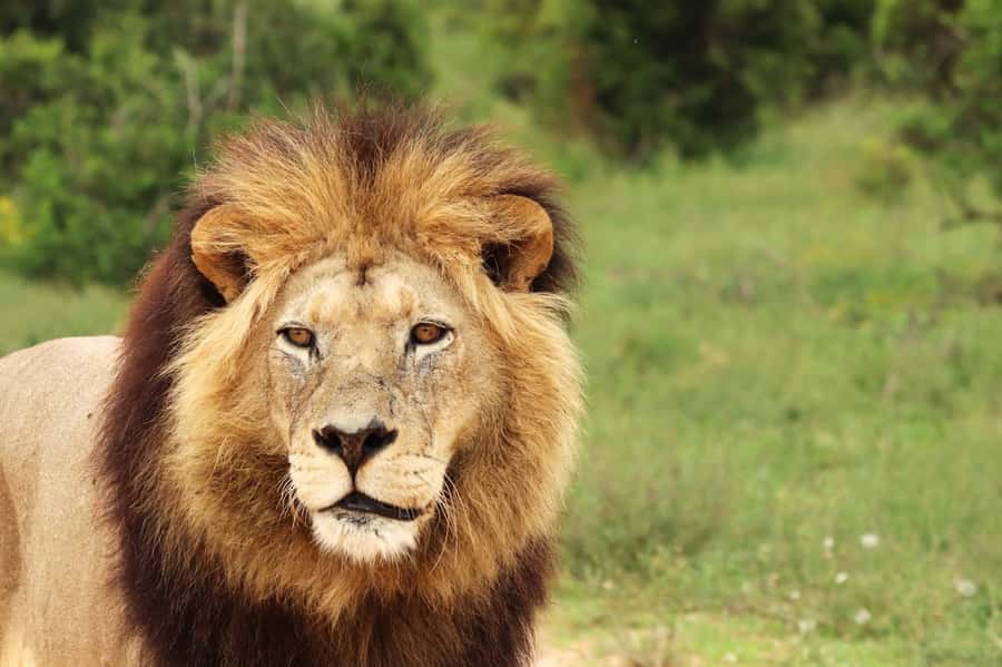 Nairobi National Park: Free WIFI connection - Pickup, timing, and the five-hour plan