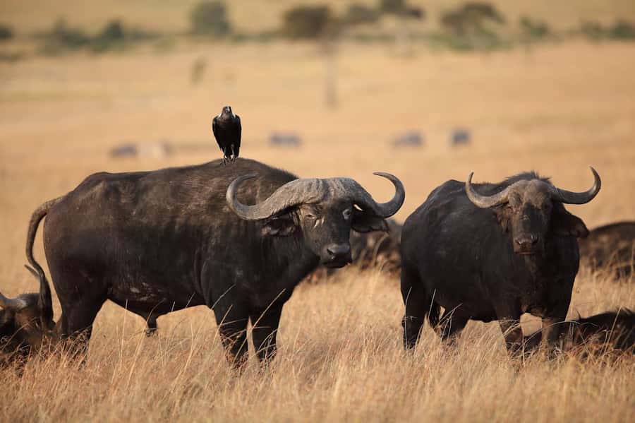 Nairobi National Park: Free WIFI connection - The real cost: $80 plus the park fee