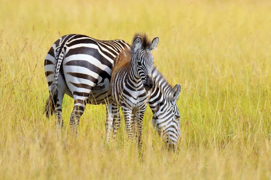 Nairobi National Park: Free WIFI connection - What the guide adds to the experience