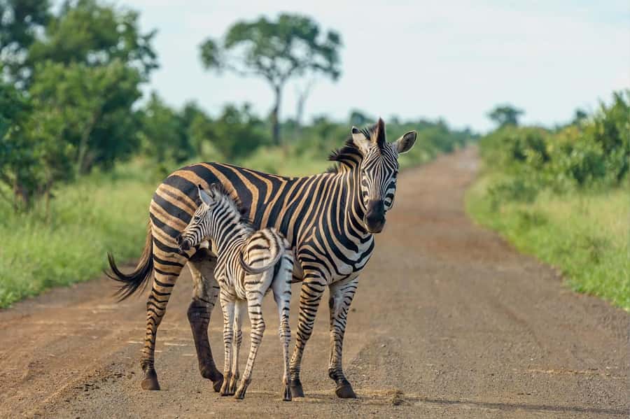 Nairobi National Park: Free WIFI connection - Why elephants are not part of this park visit