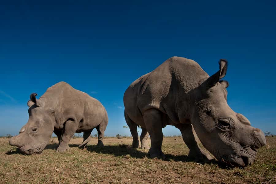 Nairobi National Park Full-Day Tour: Private 4WD with Guide - Nairobi National Park with skyscrapers behind the animals