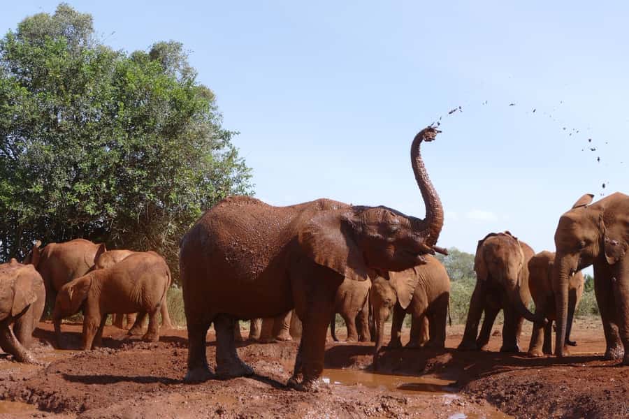 Nairobi National Park Full-Day Tour: Private 4WD with Guide - The David Sheldrick Wildlife Trust and its short viewing window