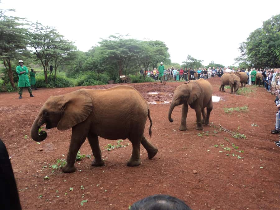 Nairobi National Park Full-Day Tour: Private 4WD with Guide - Should you book it?