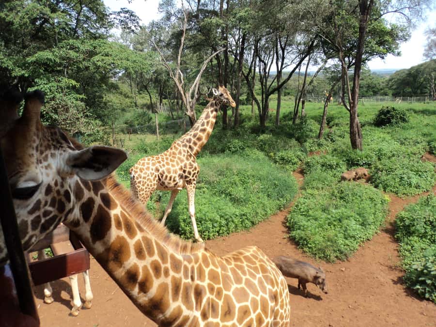 Nairobi National Park Full-Day Tour: Private 4WD with Guide - Close encounters at the Giraffe Centre