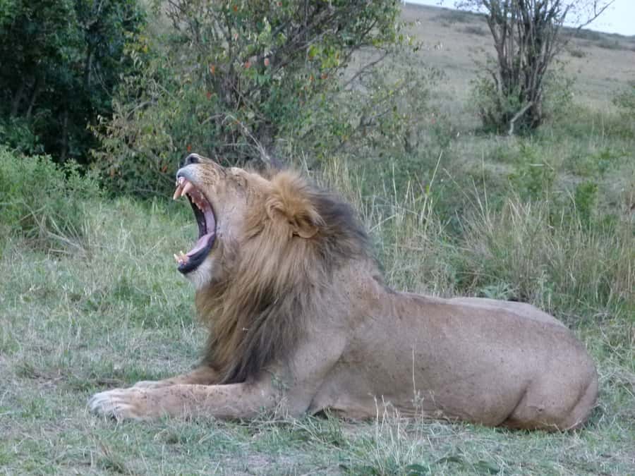 Nairobi National Park Full or Half-Day Tour with Guide - The 6 AM pickup and ride into the park