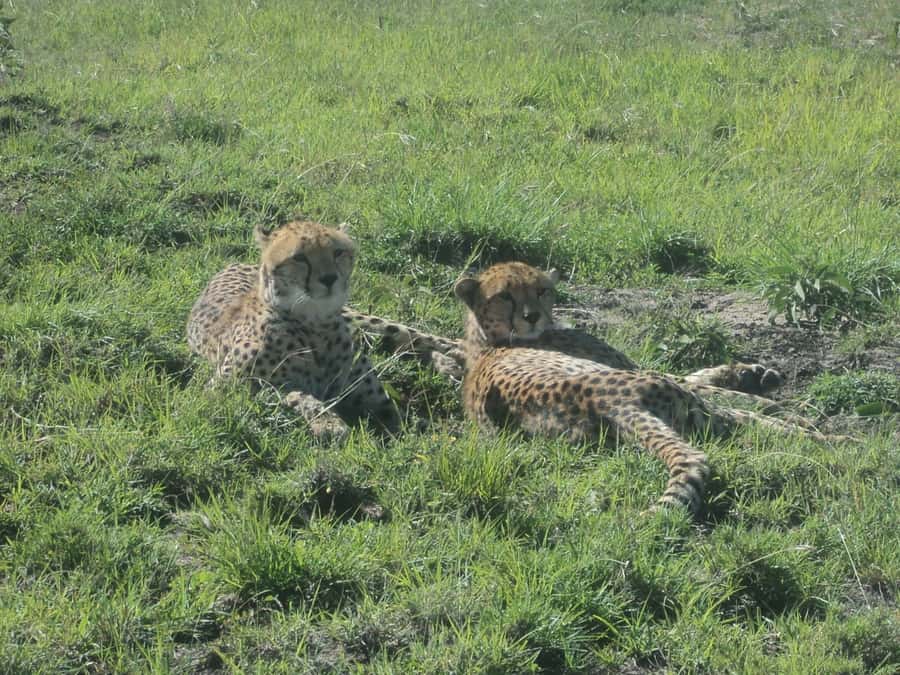 Nairobi National Park Full or Half-Day Tour with Guide - What the guide adds to the experience