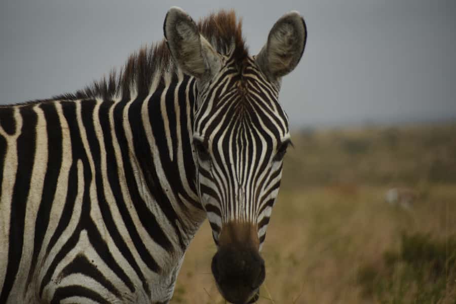 Nairobi National Park Full or Half-Day Tour with Guide - Adding the giraffe center