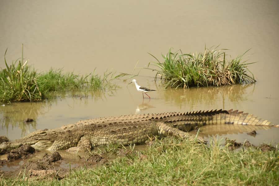 Nairobi National Park Full or Half-Day Tour with Guide - The afternoon safari, dinner, and dance show