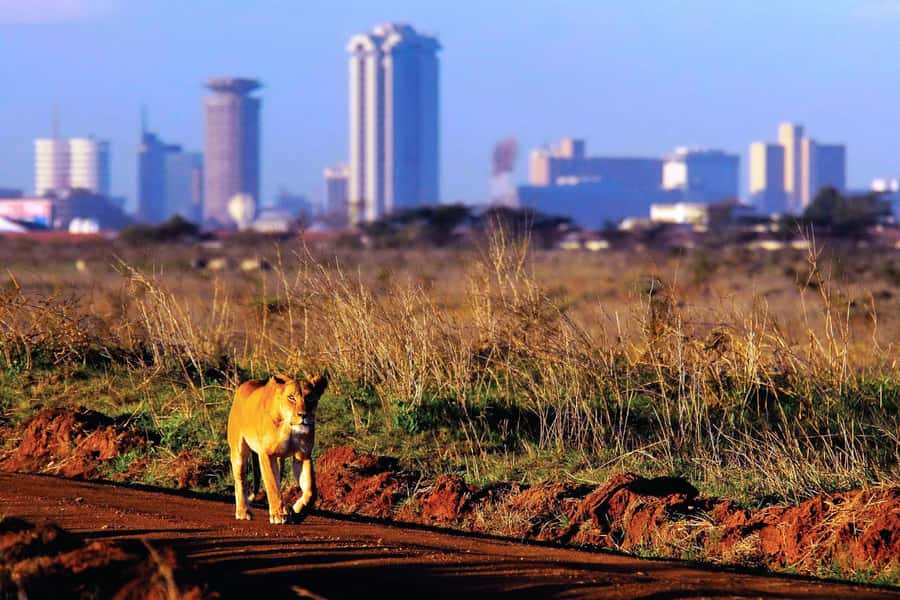 Nairobi National Park Full or Half-Day Tour with Guide - Is $185 a fair price?