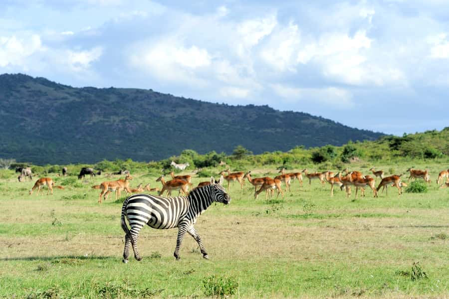 Nairobi National Park Full or Half-Day Tour with Guide - Four hours among rhinos, lions, and birds