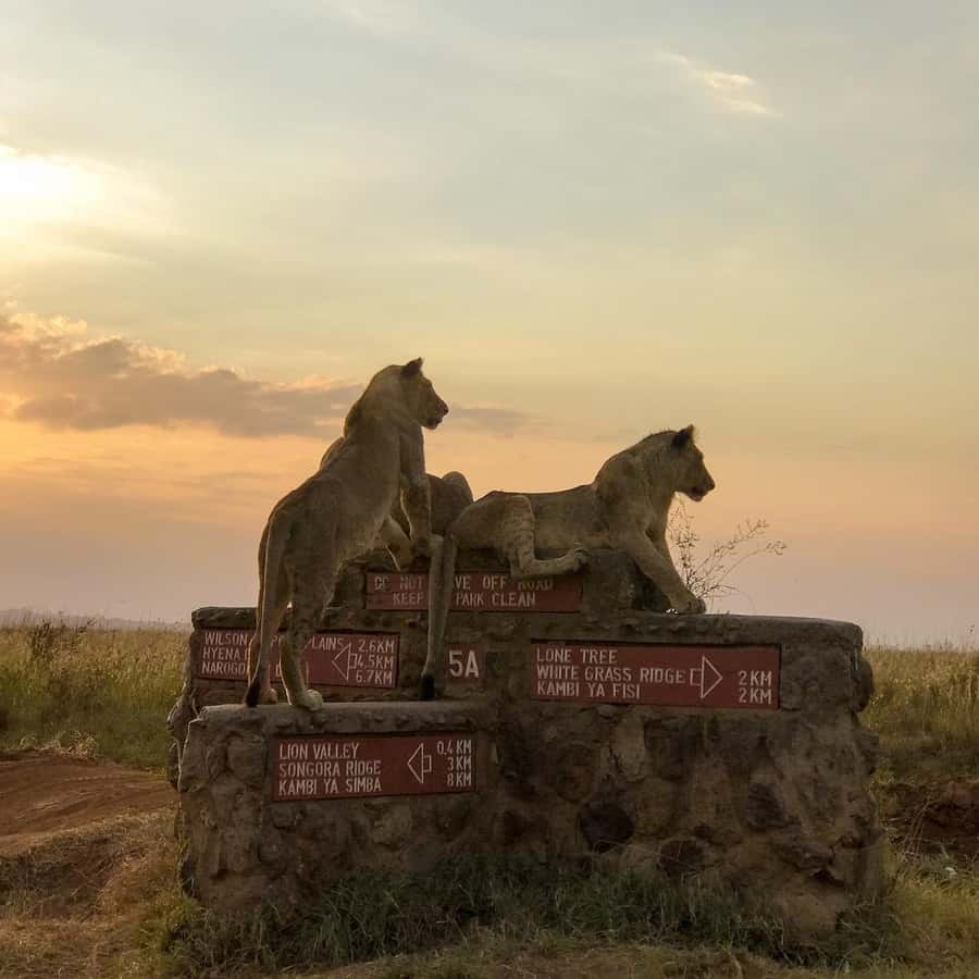 Nairobi national park game drive - A real safari beside Nairobi