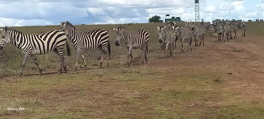 Nairobi national park game drive - Starting with hotel pickup and sunrise views