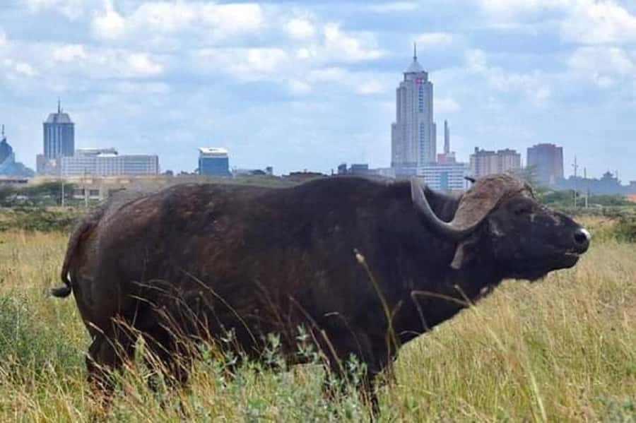 Nairobi national park game drive - Searching for rhinos, buffaloes, and elephants